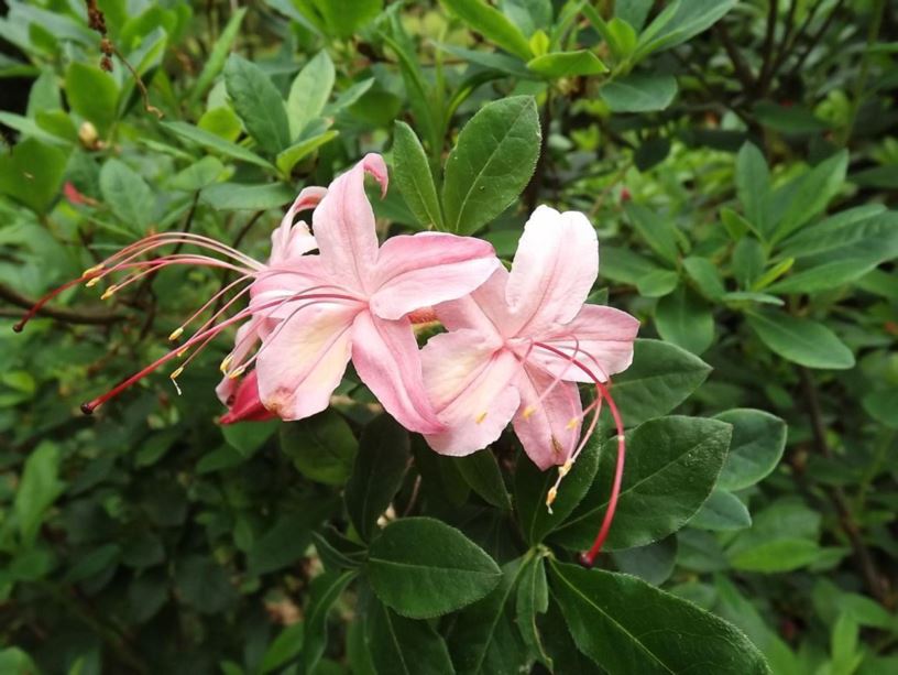 Rhododendron 'Lollipop' - Lollipop azalea