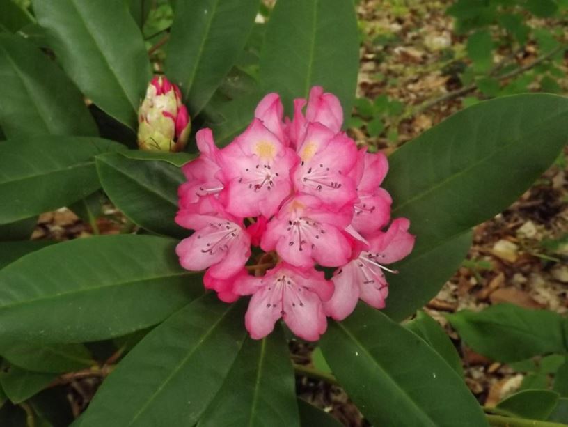 Rhododendron 'Stinger' - Stinger rhododendron