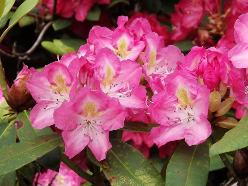 Rhododendron 'Crystal Glo' - Crystal Glo rhododendron