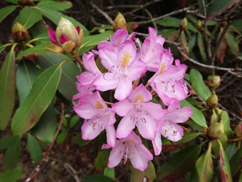 Rhododendron (maximum hybrid) - rhododendron