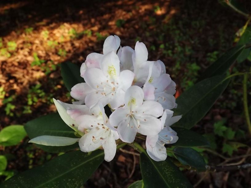 Rhododendron maximum (Delp selection - green) - rosebay rhododendron (Delp selection - green)