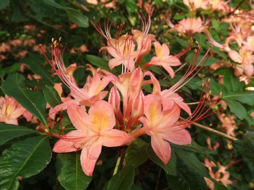 Rhododendron 'July Jubilation' - July Jubilation azalea