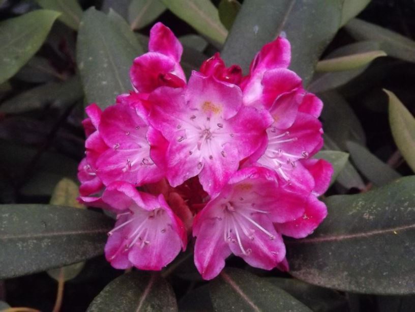 Rhododendron 'Tipsy' - Tipsy rhododendron