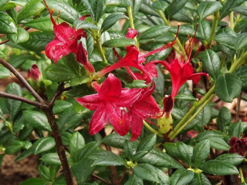 Rhododendron 'Weston's Firecracker' - Weston's Firecracker azalea