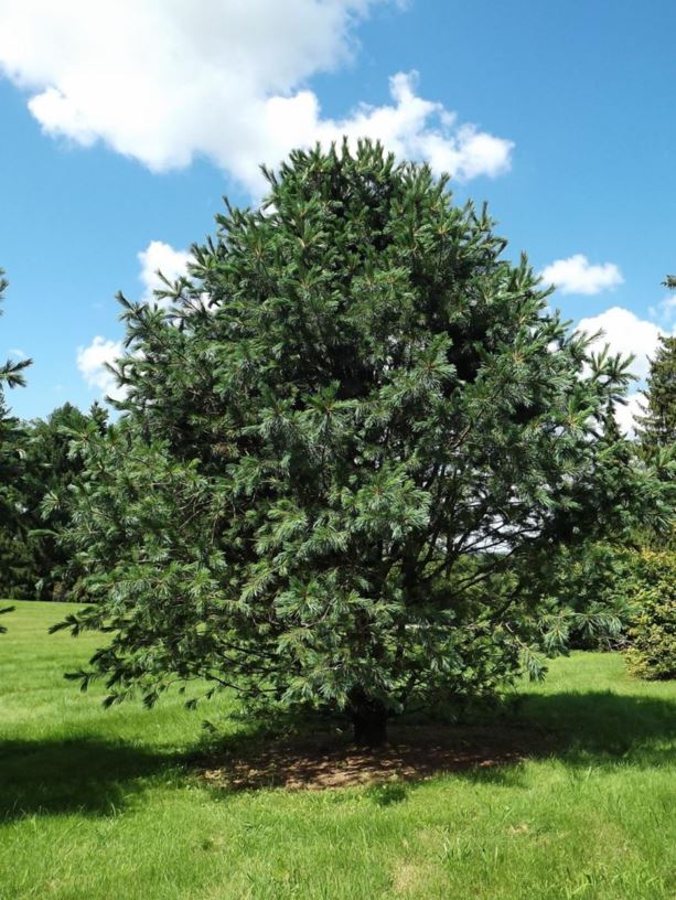 Pinus flexilis 'Riverbend' - Riverbend limber pine