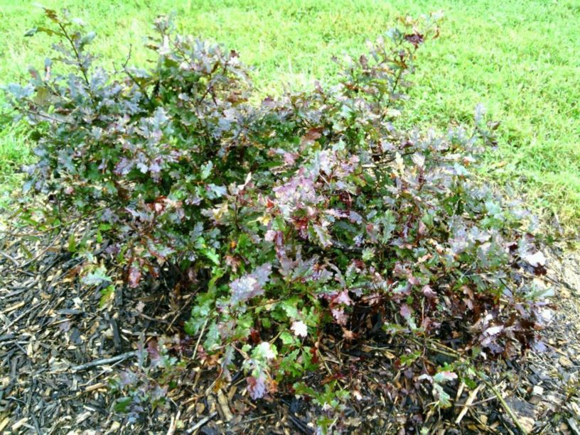 Quercus robur 'Atropurpurea' - purple English oak