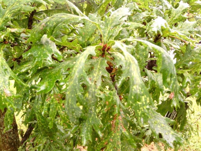 Quercus robur 'Strypemonde' - Strypemonde English oak