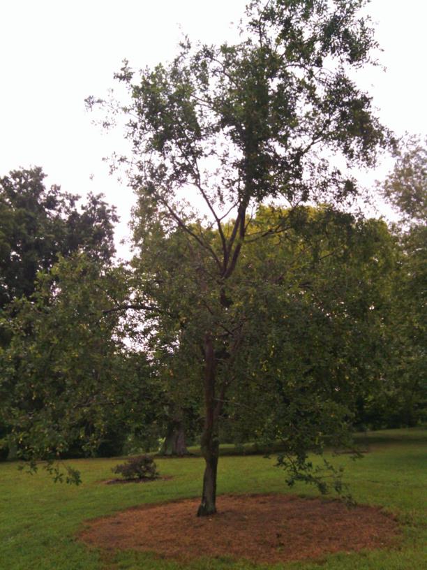 Quercus robur f. pendula - weeping English oak