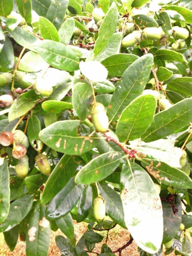 Quercus robur (Heterophylla Group) 'Salicifolia' - willowleaf English oak