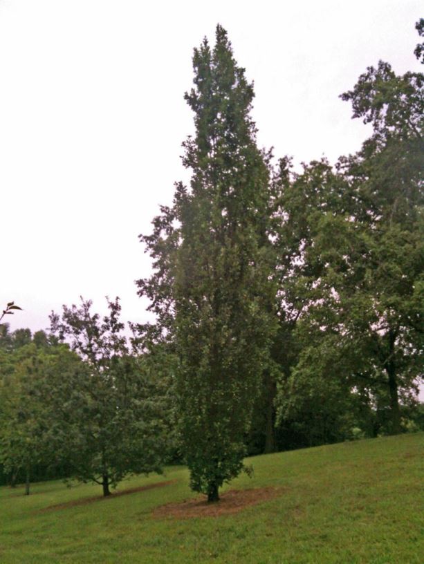Quercus robur (Fastigiata Group) 'Willamette' - Willamette English oak