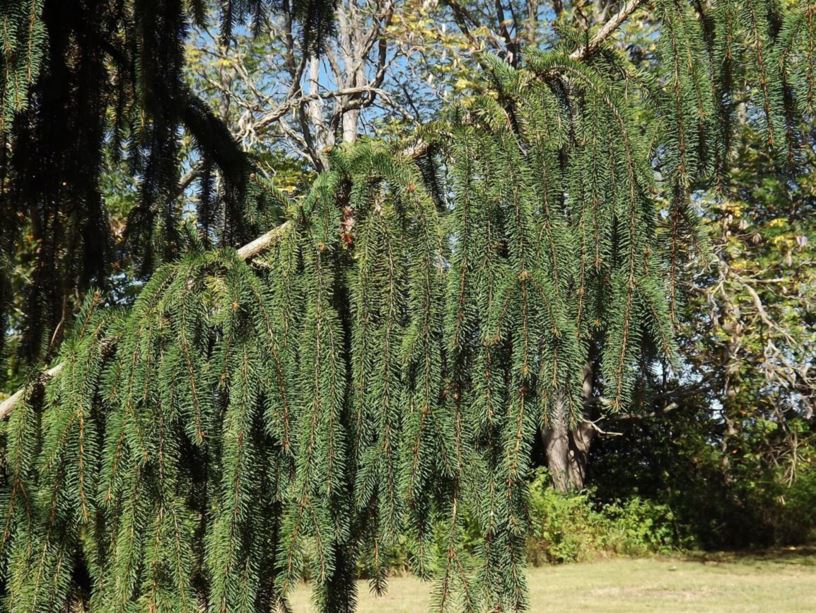 Picea abies 'Aarburg' - Aarburg Norway spruce