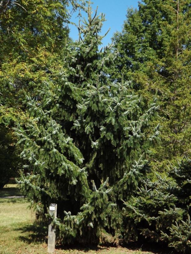 Picea omorika 'Westerstede' - Westerstede Serbian spruce