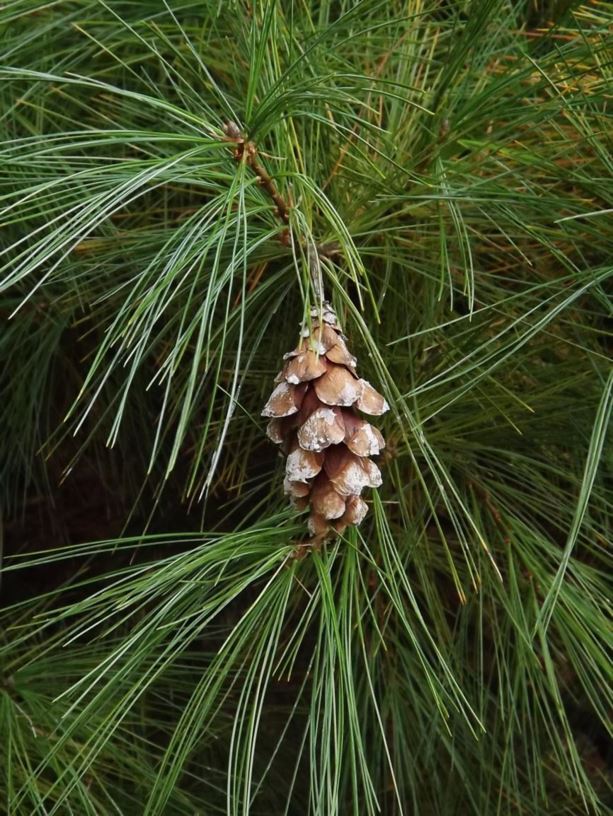 Pinus × schwerinii - Schwerin pine