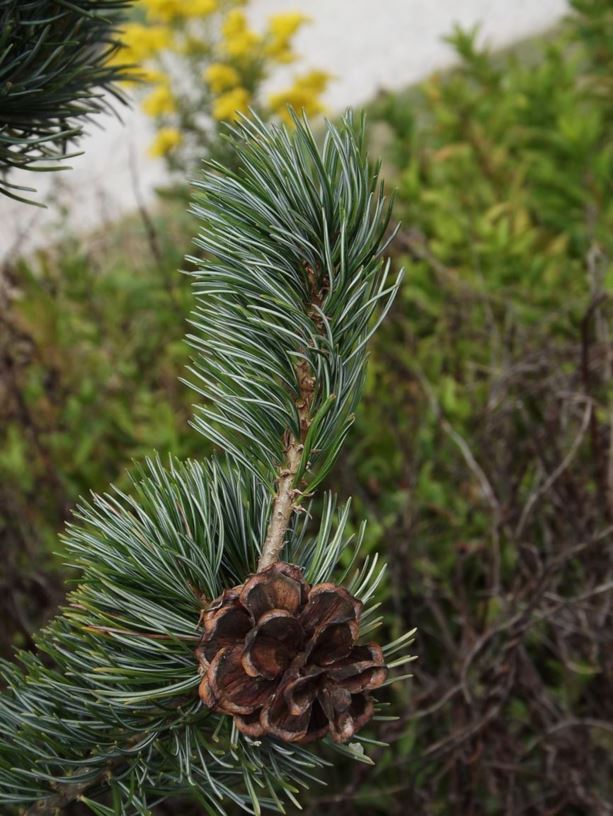 Pinus parviflora 'Kimigamine' - Kimigamine Japanese white pine