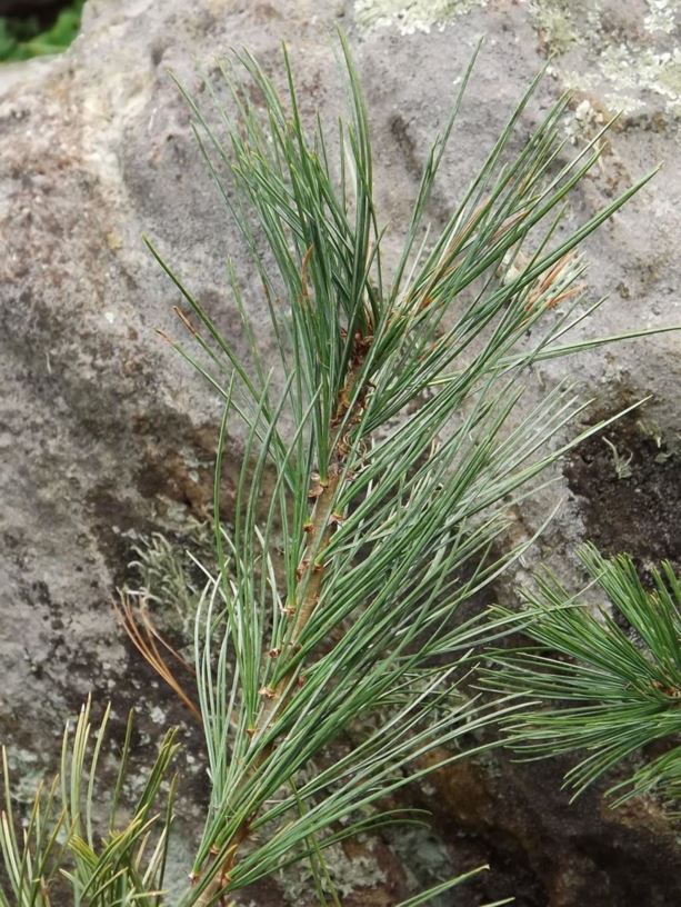Pinus flexilis 'Glauca Pendula' - blue weeping limber pine
