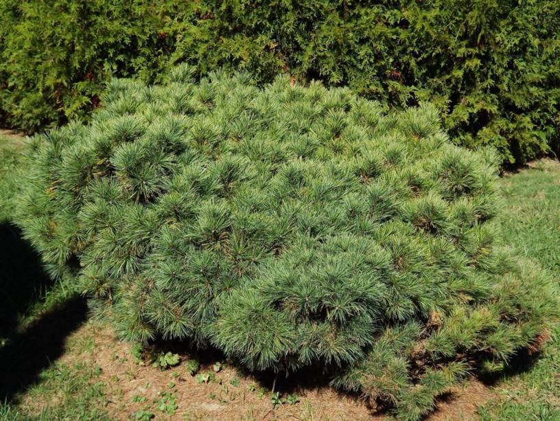 Pinus strobus 'Coney Island' - Coney Island eastern white pine