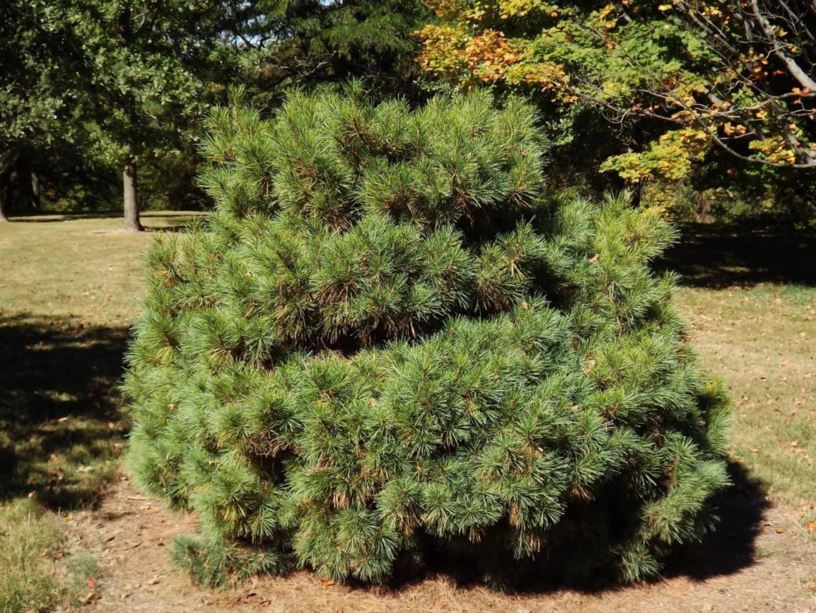 Pinus strobus 'Planting Fields Arboretum' - Planting Fields Arboretum eastern white pine