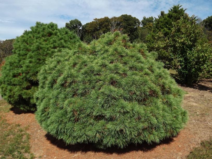 Pinus strobus 'Merrimack' - Merrimack eastern white pine
