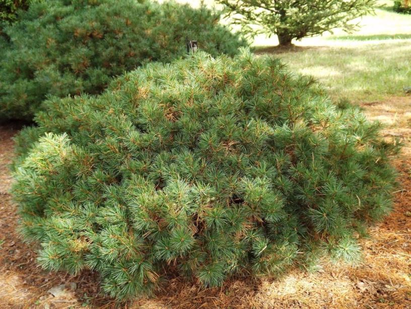 Pinus strobus 'Minuta' - Minuta eastern white pine