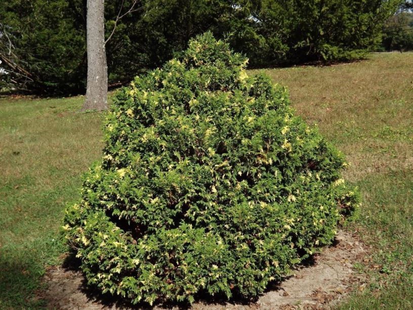 Chamaecyparis pisifera 'Compacta Variegata' - compact variegated sawara false cypress