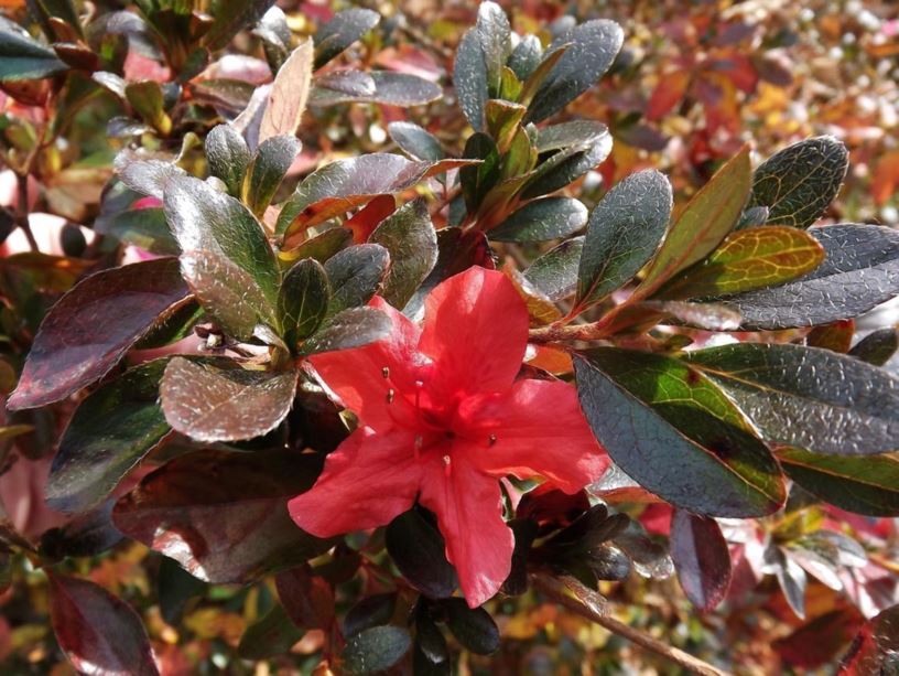 Rhododendron 'Othello' - Othello azalea