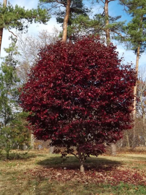 Acer palmatum 'Crimson Prince' - Crimson Prince Japanese maple