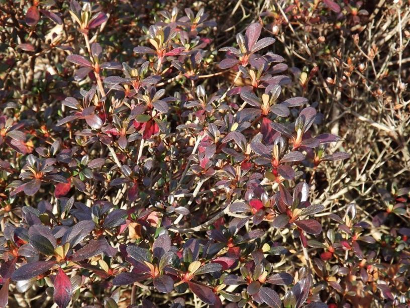 Rhododendron 'Jeremiah' - Jeremiah azalea