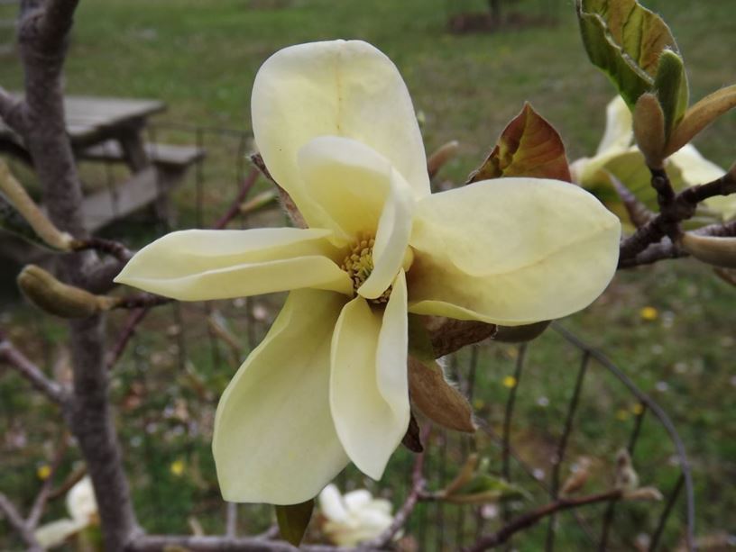 Magnolia 'Golden Rain' - Golden Rain magnolia