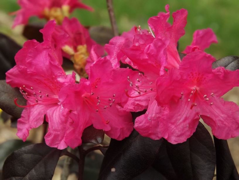 Rhododendron 'Landmark' - Landmark rhododendron