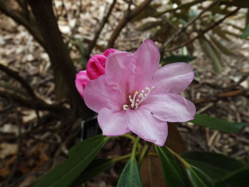 Rhododendron degronianum subsp. heptamerum var. heptamerum - Metternich rhododendron