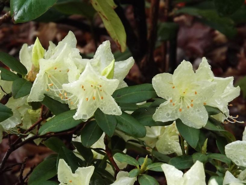 Rhododendron 'Girard Gold Charm' - Girard Gold Charm rhododendron