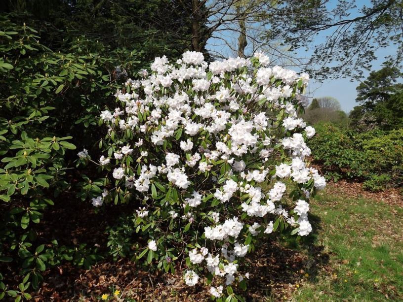 Rhododendron 'Big Frill' - Big Frill rhododendron