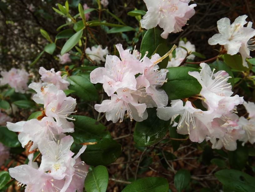 Rhododendron 'Windbeam' - Windbeam rhododendron