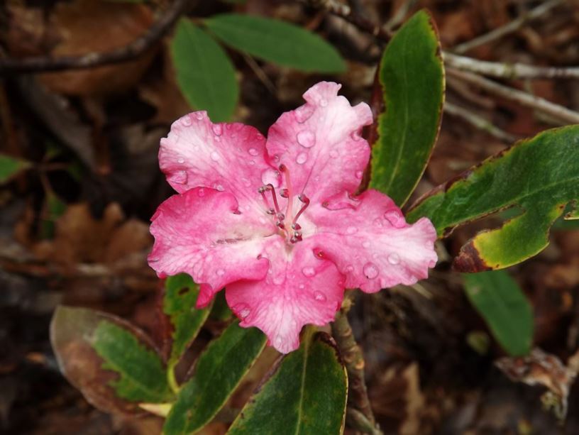 Rhododendron 'Delp's Cheers' - Delp's Cheers rhododendron