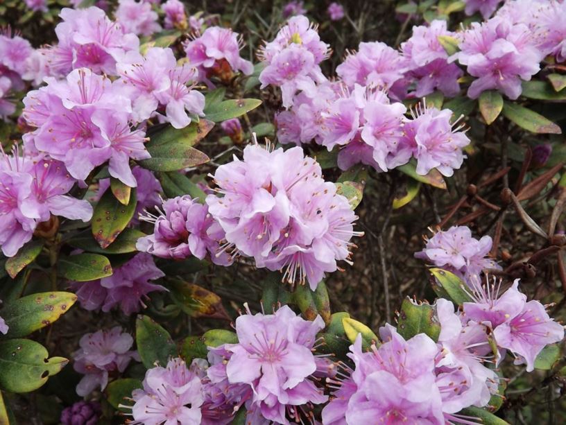 Rhododendron 'Faisa' - Faisa rhododendron