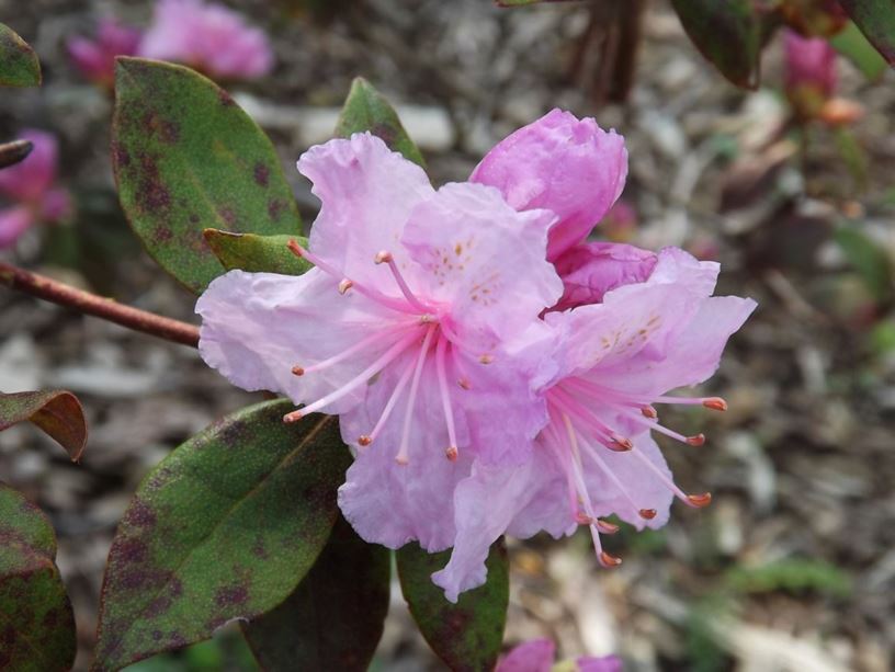 Rhododendron 'Shorty' - Shorty rhododendron