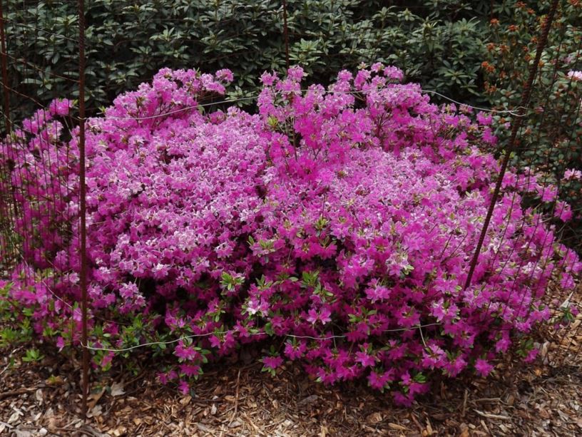 Rhododendron yedoense var. poukhanense 'Compact' - Compact Korean azalea