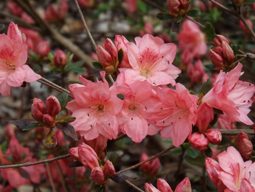 Rhododendron 'Glory' - Glory azalea
