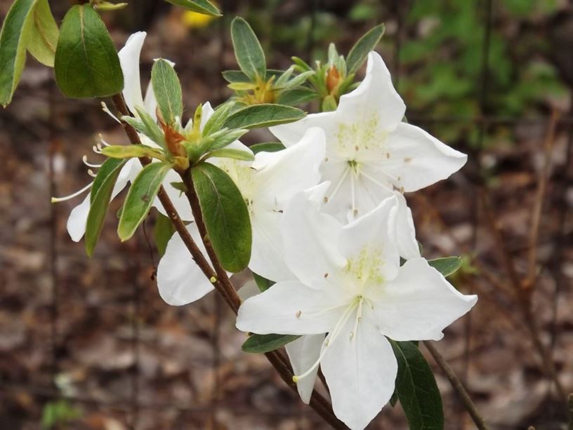 Rhododendron 'Palestrina' - Palestrina azalea, Wilhelmina Vuyk azalea