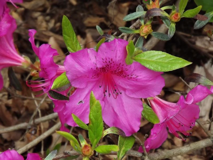 Rhododendron 'Sandra Ann' - Sandra Ann azalea