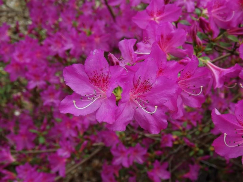 Rhododendron 'Sherwoodii' - Sherwood azalea, Sherwood Orchid azalea