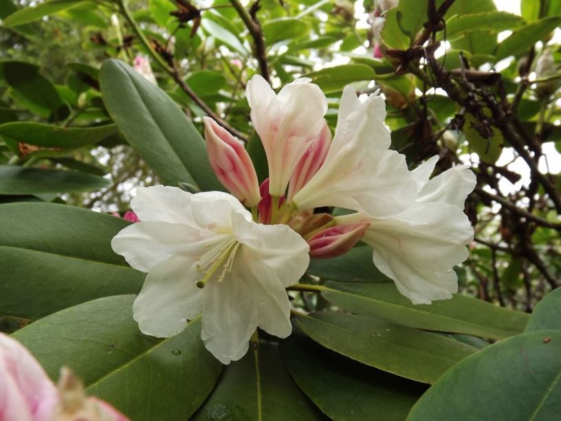 Rhododendron 'Luxor' - Luxor rhododendron