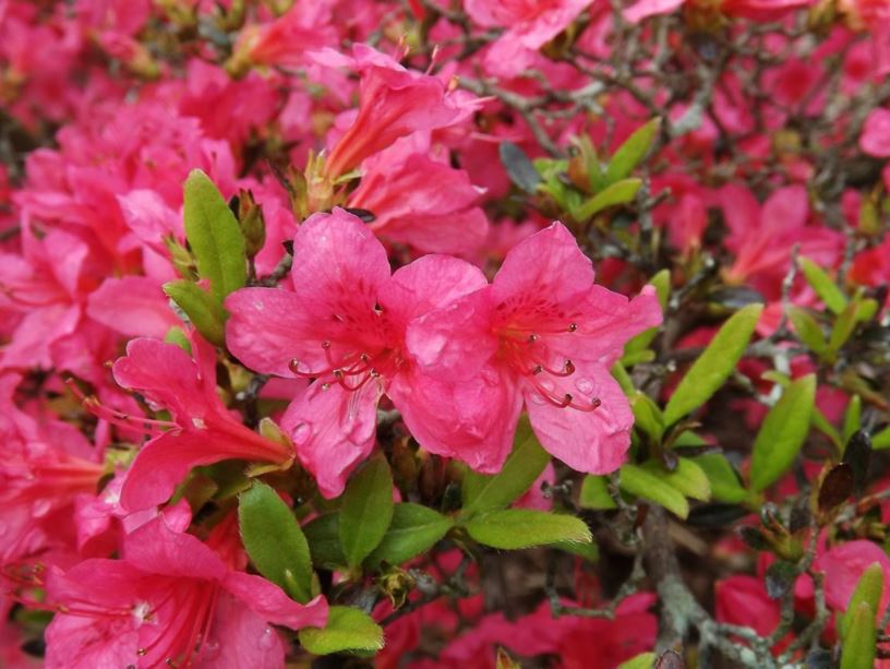 Rhododendron 'Dexter's Pink' - Dexter's Pink azalea