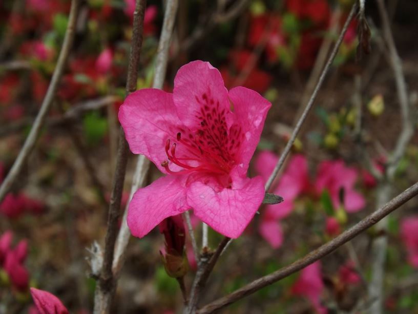 Rhododendron 'Ling Close' - Ling Close azalea