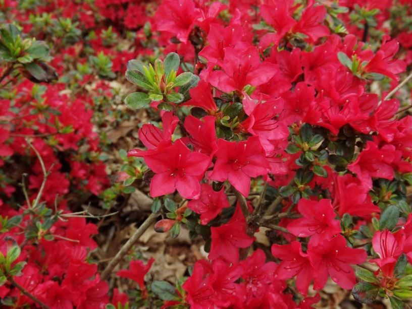 Rhododendron 'Hino-crimson' - Hino-crimson azalea