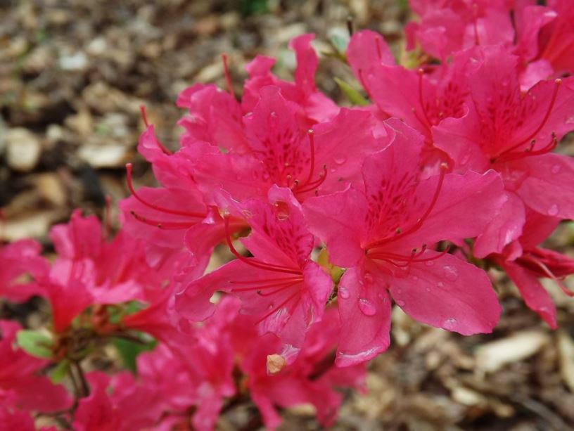 Rhododendron 'Favorite' - Favorite azalea