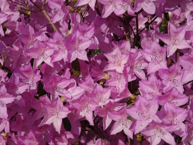 Rhododendron 'Mildred Mae' - Mildred Mae azalea