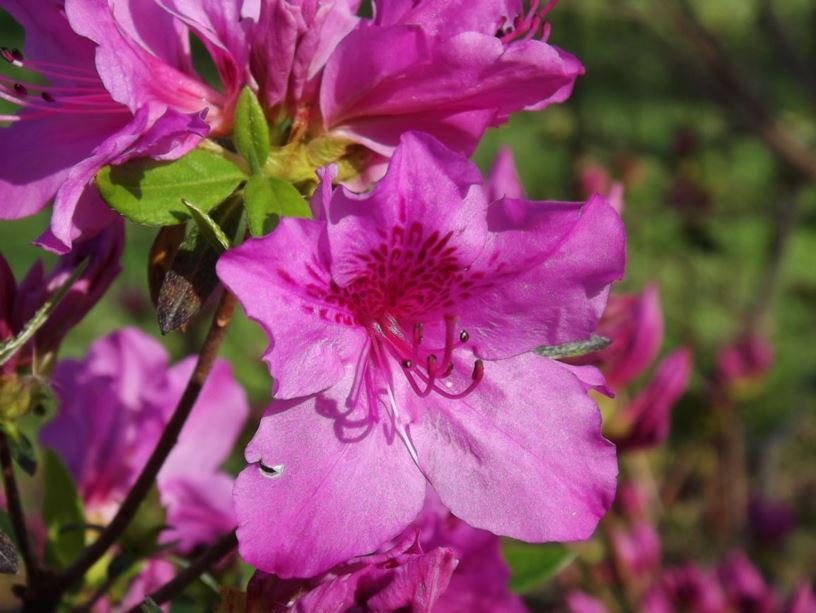 Rhododendron 'Herbert' - Herbert azalea