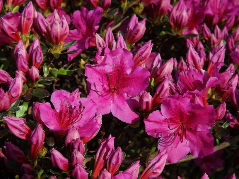 Rhododendron 'Girard Dwarf Lavender' - Girard Dwarf Lavender azalea