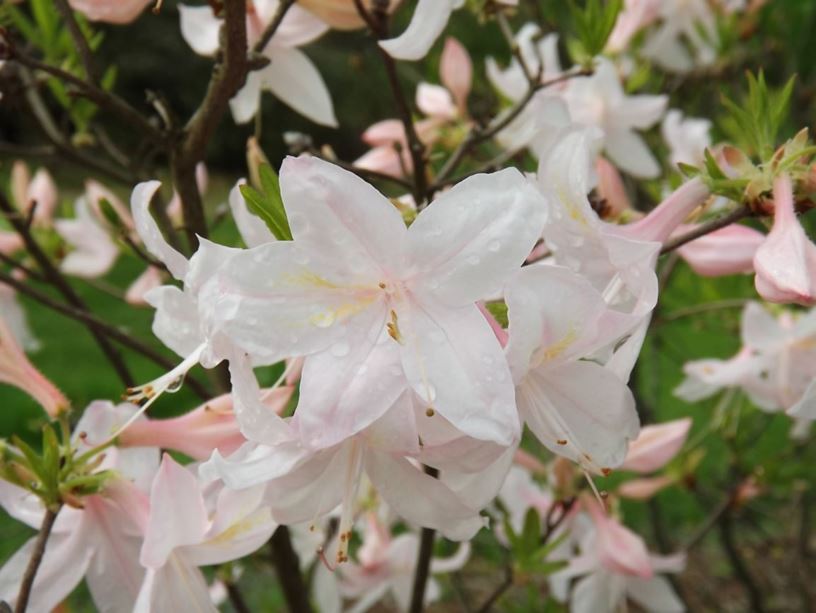 Rhododendron 'White Lights' - White Lights azalea